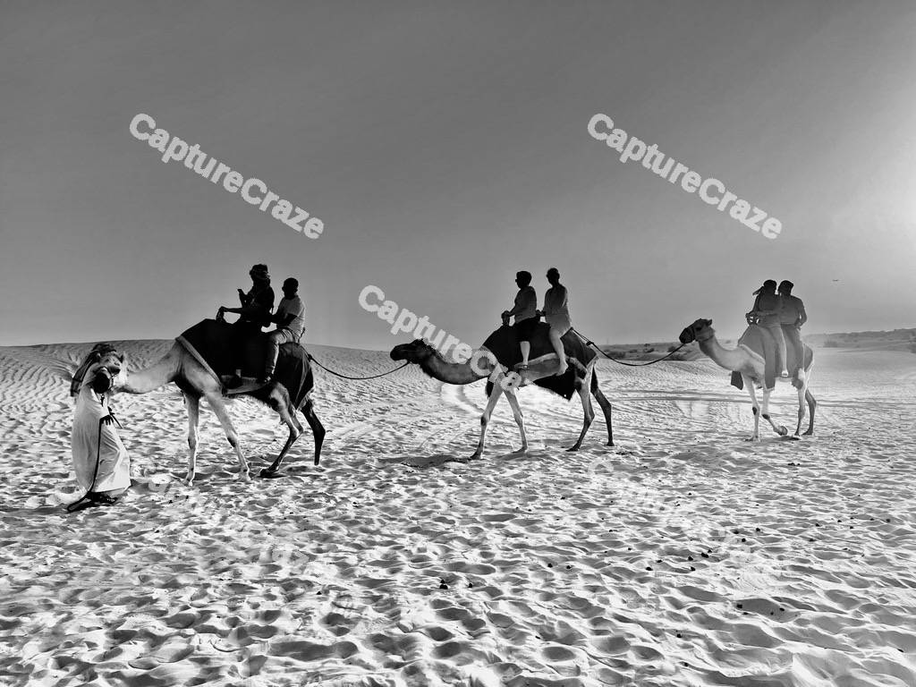 3 Desert Camels